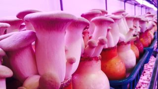 身の詰まったシャキシャキのきんかい茸のジャンボエリンギを美味しく食す
