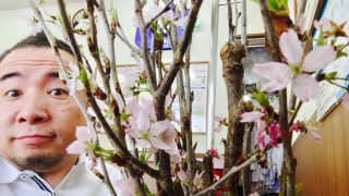サクラもキレイな季節ですがお洋服に花粉が付かない様に気を付けてね