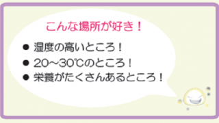 雨が続くとジメジメしてカビの生えやすい環境になるので気を付けてね