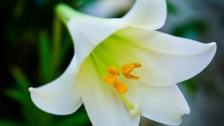 泥や花粉は落とす順番を間違えるとかなり落ちにくくなりますのでご注意を